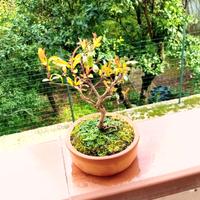 mini bonsai di melograno 