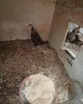 Pulcini di gallina