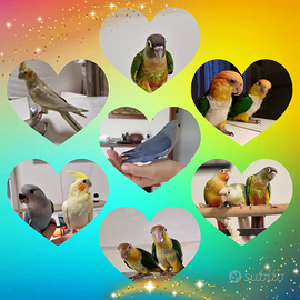 CAICCO e altri allevati a mano