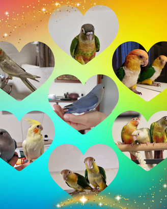 CAICCO e altri allevati a mano