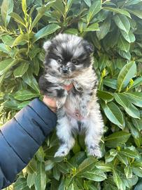 Cucciolo di Pomerania