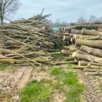 legno quercia rovere carpino