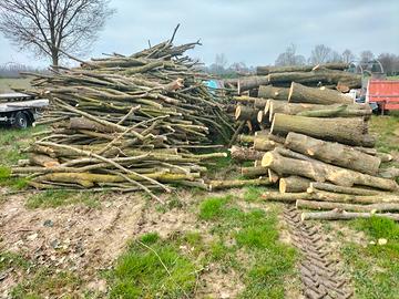 legno quercia rovere carpino