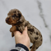 Bassotto arlecchino con pedigree