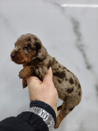 Bassotto arlecchino con pedigree