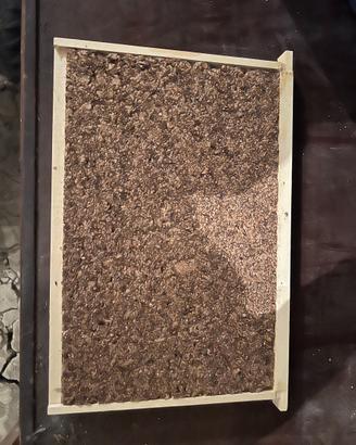 Diaframmi Apicoltura