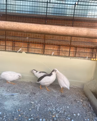 Quaglie cinesi