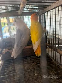 Inseparabili