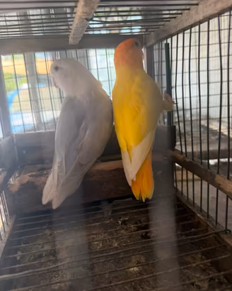 Inseparabili