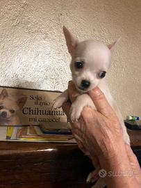 Chihuahua
