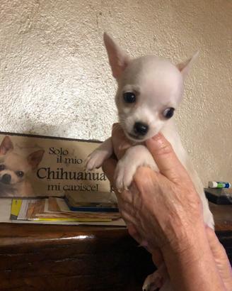 Chihuahua