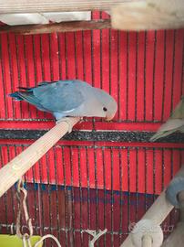 Inseparabile blu