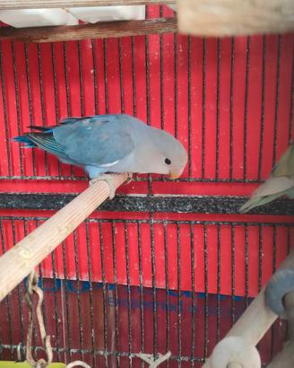 Inseparabile blu