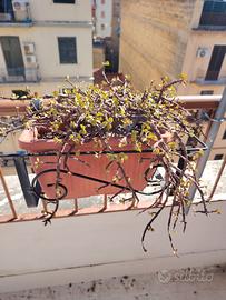piante da giardino/terrazzo 
