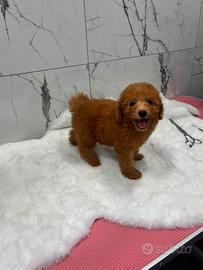 Maltipoo Maltipo