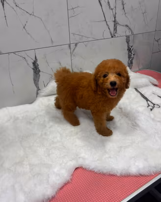 Maltipoo Maltipo