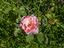 Immagine 6