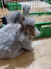 Coniglio Angora