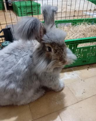 Coniglio Angora