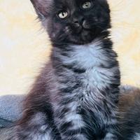 Maine Coon Special Black Smoke