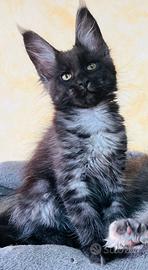 Maine Coon Special Black Smoke