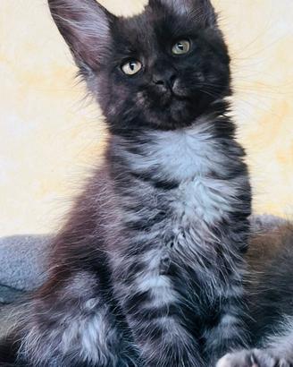 Maine Coon Special Black Smoke