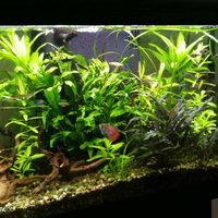 Avvio e manutenzione Acquari tropicali di acqua do