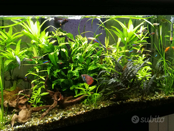 Avvio e manutenzione Acquari tropicali di acqua do