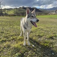 Cane Lupo di Saarloos
