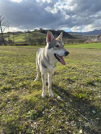 Cane Lupo di Saarloos