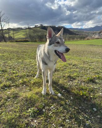 Cane Lupo di Saarloos