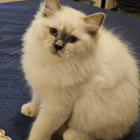 Cucciole dolci e affettuose sacro birmania