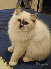 Cucciole dolci e affettuose sacro birmania