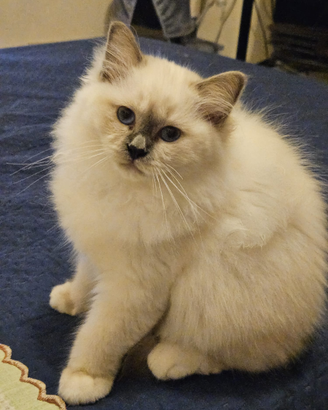 Cucciole dolci e affettuose sacro birmania