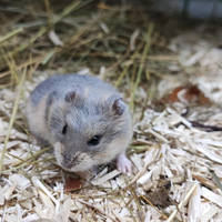 Criceti russi cuccioli