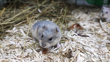 Criceti russi cuccioli