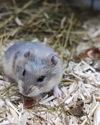 Criceti russi cuccioli
