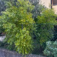 2 alberi di giuggiolo