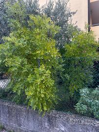 2 alberi di giuggiolo