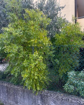 2 alberi di giuggiolo
