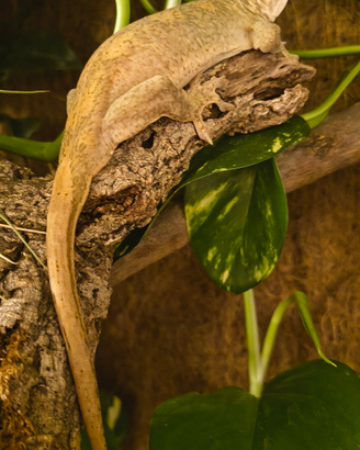 Geco sarasinorum