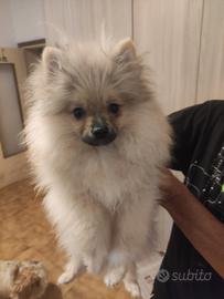 Cucciolone volpino di Pomerania