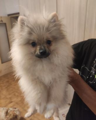 Cucciolone volpino di Pomerania