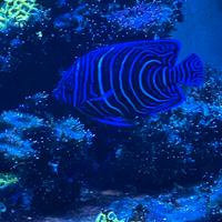 Pomecanthus semicirculatus pesci acquario marino