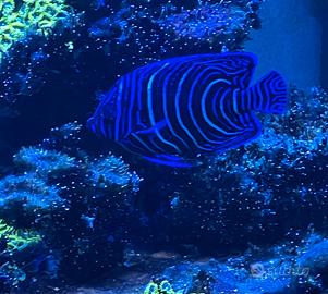 Pomecanthus semicirculatus pesci acquario marino