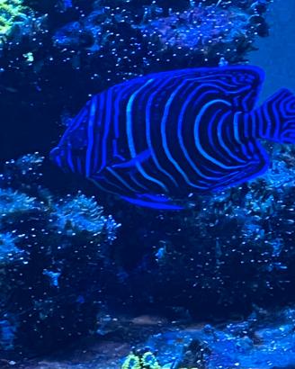 Pomecanthus semicirculatus pesci acquario marino