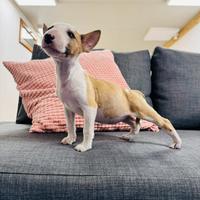 Bull terrier miniature