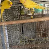 Coppia riproduttiva parrocchetti