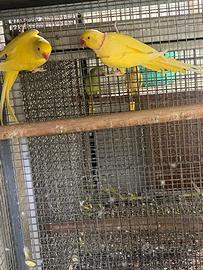 Coppia riproduttiva parrocchetti