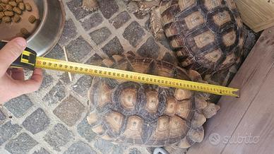 Sulcata Africane Adulte